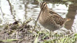 Video of Common Snipe - Eating Common Snipe in the mud lake